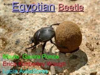 Egyptian   Beetle   Mayte   Gavira   Ponce Erica   Kimberley   Waugh Lucía   AvilaSores 