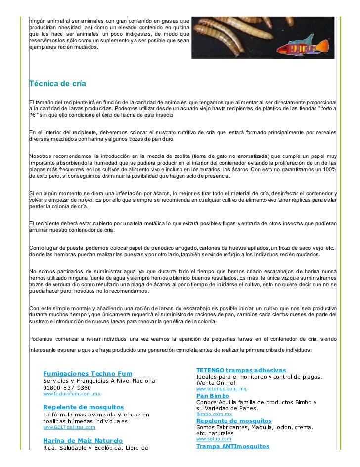 Escarabajo de la harina