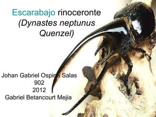 Escarabajo rinoceronte
    (Dynastes neptunus
         Quenzel)



Johan Gabriel Ospina Salas
           902
           2012
 Gabriel Betancourt Mejia
 