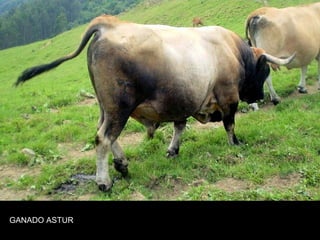 GANADO ASTUR
 