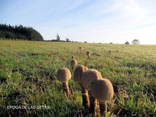 EPOCA DE LAS SETAS
 