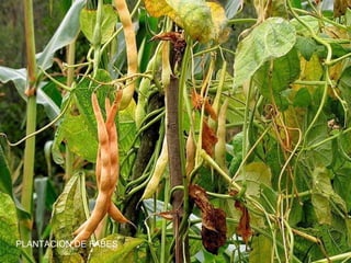 PLANTACION DE FABES
 