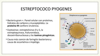 ESTREPTOCOCO PYOGENES
• Bacteria gram +. Pared celular con proteínas,
hidratos de carbono y mucopéptidos. La
proteína M confiere virulencia.
• Exotoxinas: estreptolisinas O y S, la
estreptoquinasa, hialuronidasa,
desoxirribonucleasas y las toxinas pirogénicas.
• Causa más común de faringitis bacteriana y
causa de escarlatina e impétigo.
 