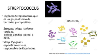 STREPTOCOCCUS
• El género Streptococcus, que
es un grupo diverso de
bacterias grampositivas.
Estrepto, griego :cadenas
torcidas.
kokkos significa :kernel o
baya.
• Strep. Pyogenes
específicamente es
responsable de Escarlatina.
Scarlet Fever By Lori Carpenter. http://www.austincc.edu/microbio/2993v/sp.pdf
 