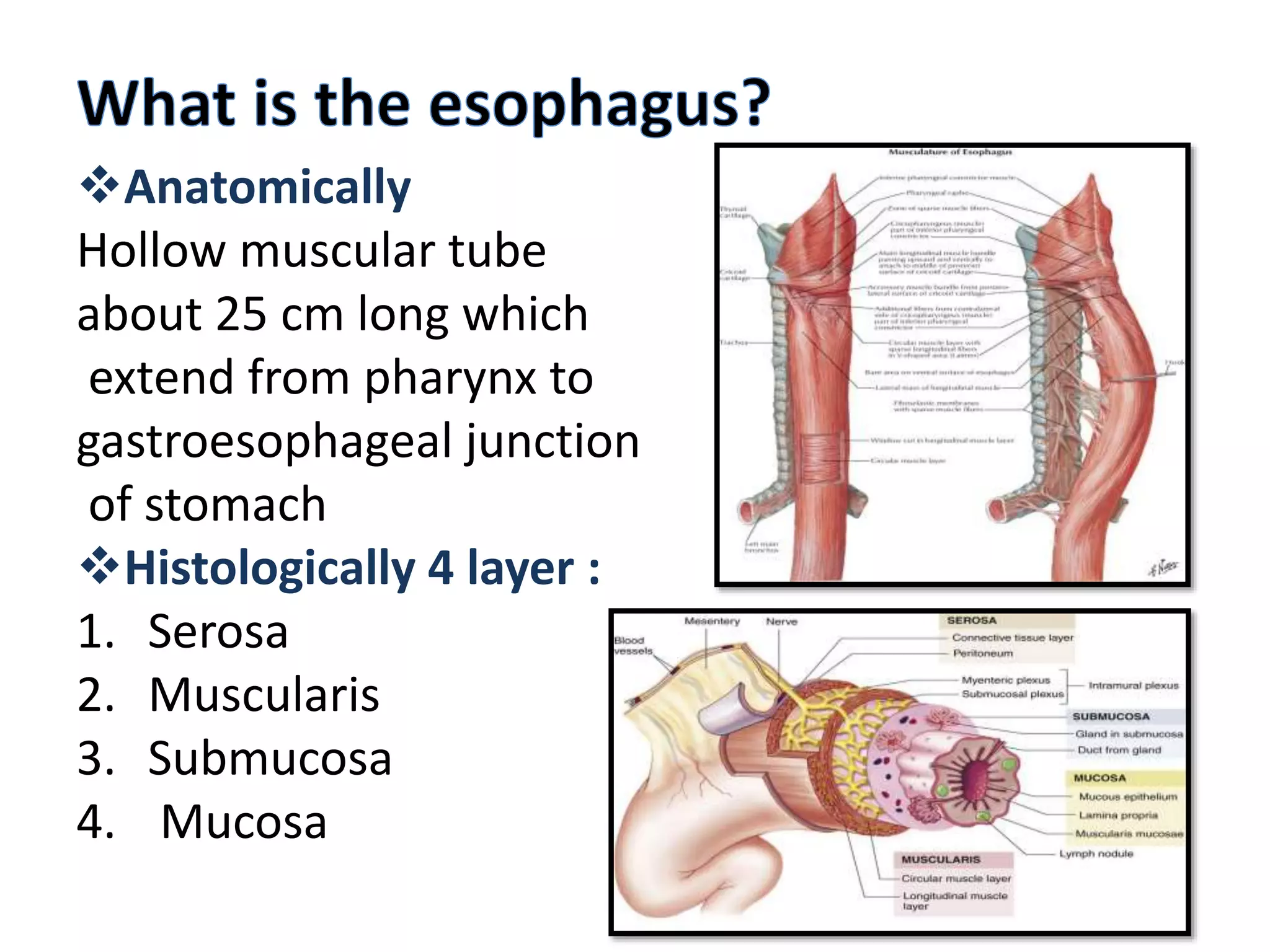 Escc esophageal squamous cell carcinoma | PPTX