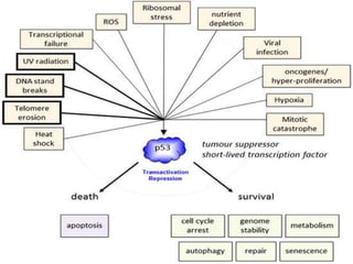 Escc esophageal squamous cell carcinoma | PPTX