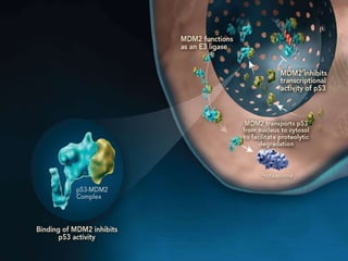 Escc esophageal squamous cell carcinoma | PPTX