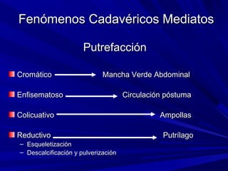 Fenómenos CCaaddaavvéérriiccooss MMeeddiiaattooss 
PPuuttrreeffaacccciióónn 
CCrroommááttiiccoo MMaanncchhaa VVeerrddee AAbbddoommiinnaall 
EEnnffiisseemmaattoossoo CCiirrccuullaacciióónn ppóóssttuummaa 
CCoolliiccuuaattiivvoo AAmmppoollllaass 
RReedduuccttiivvoo PPuuttrrííllaaggoo 
– EEssqquueelleettiizzaacciióónn 
– DDeessccaallcciiffiiccaacciióónn yy ppuullvveerriizzaacciióónn 
 