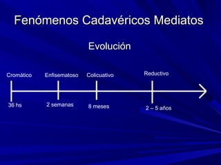 Fenómenos CCaaddaavvéérriiccooss MMeeddiiaattooss 
EEvvoolluucciióónn 
Cromático Colicuativo 
36 hs 
Enfisematoso 
2 semanas 
8 meses 
Reductivo 
2 – 5 años 
 