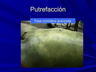 PPuuttrreeffaacccciióónn 
Fase cromática avanzada 
 