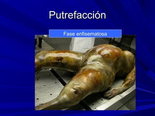 PPuuttrreeffaacccciióónn 
Fase enfisematosa 
 