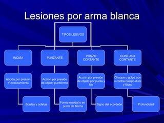 LLeessiioonneess ppoorr aarrmmaa bbllaannccaa 
TIPOS LESIVOS 
INCISA PUNZANTE PUNZO 
CORTANTE 
CONTUSO 
CORTANTE 
Acción por presión 
Y deslizamiento 
Acción por presión 
de objeto puntiforme 
Acción por presión 
de objeto por punta y 
filo 
Choque o golpe con 
o contra cuerpo duro 
y filoso 
Bordes y coletas Forma ovoidal o en 
punta de flecha Signo del acordeón Profundidad 
 