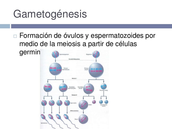 Escenario de la fecundación arturo navarrete