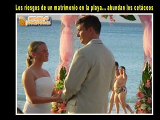 Los riesgos de un matrimonio en la playa... abundan los cetáceos