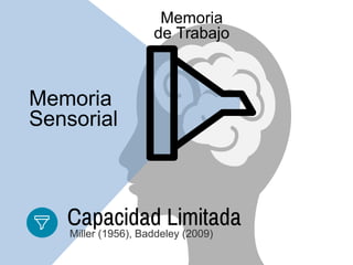 Memoria
Sensorial
Memoria
de Trabajo
Capacidad Limitada
Miller (1956), Baddeley (2009)
 