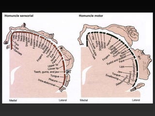 Homuncle sensorial Homuncle motor 
