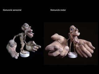 Homuncle sensorial Homuncle motor 