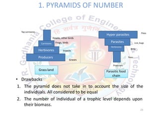 1. PYRAMIDS OF NUMBER
Top carnivores
Hyper parasites Fleas
Hawks, other birds
Frogs, birds
InsectsHerbivores
Carnivores
Parasites
Herbivores
Lice, bugs
Birds
Grases
Producers
Producers
Trees
Grass land Parasitic food
chain
• Drawbacks
1. The pyramid does not take in to account the size of the
individuals. All considered to be equal
2. The number of individual of a trophic level depends upon
23
their biomass.
 