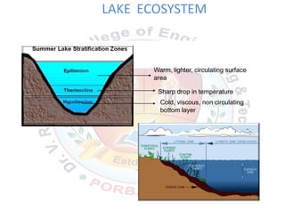LAKE ECOSYSTEM
Warm, lighter, circulating surface
area
Sharp drop in temperature
Cold, viscous, non circulating
bottom layer
52
 