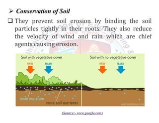 Es ch.5 FOREST RESOURCES | PDF