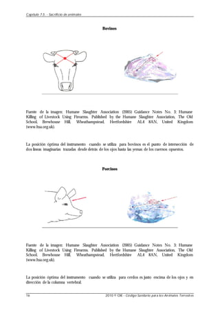 Bovinos
Fuente de la imagen: Humane Slaughter Association (2005) Guidance Notes No. 3: Humane
Killing of Livestock Using Firearms. Published by the Humane Slaughter Association, The Old
School, Brewhouse Hill, Wheathampstead, Hertfordshire AL4 8AN, United Kingdom
(www.hsa.org.uk).
La posición óptima del instrumento cuando se utiliza para bovinos es el punto de intersección de
dos líneas imaginarias trazadas desde detrás de los ojos hasta las yemas de los cuernos opuestos.
Porcinos
Fuente de la imagen: Humane Slaughter Association (2005) Guidance Notes No. 3: Humane
Killing of Livestock Using Firearms. Published by the Humane Slaughter Association, The Old
School, Brewhouse Hill, Wheathampstead, Hertfordshire AL4 8AN, United Kingdom
(www.hsa.org.uk).
La posición óptima del instrumento cuando se utiliza para cerdos es justo encima de los ojos y en
dirección de la columna vertebral.
Capítulo 7.5. - Sacrificio de animales
16 2010 © OIE - Código Sanitario para los Animales Terrestres
 