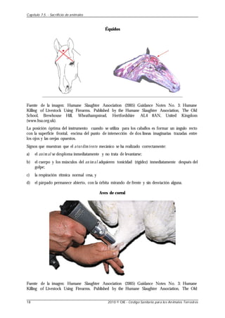 Équidos
Fuente de la imagen: Humane Slaughter Association (2005) Guidance Notes No. 3: Humane
Killing of Livestock Using Firearms. Published by the Humane Slaughter Association, The Old
School, Brewhouse Hill, Wheathampstead, Hertfordshire AL4 8AN, United Kingdom
(www.hsa.org.uk).
La posición óptima del instrumento cuando se utiliza para los caballos es formar un ángulo recto
con la superficie frontal, encima del punto de intersección de dos líneas imaginarias trazadas entre
los ojos y las orejas opuestos.
Signos que muestran que el atur dim iento mecánico se ha realizado correctamente:
a) el anim al se desploma inmediatamente y no trata de levantarse;
b) el cuerpo y los músculos del an im al adquieren tonicidad (rigidez) inmediatamente después del
golpe;
c) la respiración rítmica normal cesa, y
d) el párpado permanece abierto, con la órbita mirando de frente y sin desviación alguna.
Aves de corral
Fuente de la imagen: Humane Slaughter Association (2005) Guidance Notes No. 3: Humane
Killing of Livestock Using Firearms. Published by the Humane Slaughter Association, The Old
Capítulo 7.5. - Sacrificio de animales
18 2010 © OIE - Código Sanitario para los Animales Terrestres
 