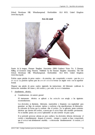 School, Brewhouse Hill, Wheathampstead, Hertfordshire AL4 8AN, United Kingdom
(www.hsa.org.uk).
Aves de corral
Fuente de la imagen: Humane Slaughter Association (2005) Guidance Notes No. 3: Humane
Killing of Livestock Using Firearms. Published by the Humane Slaughter Association, The Old
School, Brewhouse Hill, Wheathampstead, Hertfordshire AL4 8AN, United Kingdom
(www.hsa.org.uk).
Podrán usarse pistolas de perno cautivo – de cartuchos, aire comprimido o resorte – para las av es
de corr al. La posición óptima para las av e s de c orr al es formar un ángulo recto con la superficie
frontal.
Disparar una pistola de perno cautivo siguiendo las instrucciones del fabricante conllevará la
destrucción inmediata del cráneo y del cerebro y, por ende, la m uer te instantánea.
3. Aturdimiento eléctrico
a) Consideraciones de carácter general
El instrumento eléctrico se aplicará a los anim ales con arreglo a las siguientes
recomendaciones:
Los electrodos se diseñarán, fabricarán, mantendrán y limpiarán con regularidad para
garantizar un flujo de corriente óptimo y conforme a las especificaciones de fabricación.
Se colocarán de forma que la corriente ciña el cerebro. No se aplicarán jamás corrientes
eléctricas que desvíen del cerebro, a menos que el anim al haya sido aturdido previamente.
No se aturdirá jamás a un an im al aplicándole un sola corriente de pata a pata.
Si se pretende provocar además un paro cardíaco, los electrodos deberán electrocutar el
cerebro e inmediatamente después el corazón – siempre y cuando se haya comprobado
que el anim al está debidamente aturdido – o electrocutar simultáneamente el corazón y el
cerebro.
Capítulo 7.5. - Sacrificio de animales
2010 © OIE - Código Sanitario para los Animales Terrestres 19
 