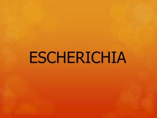 ESCHERICHIA
 