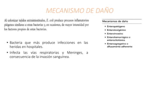 MECANISMO DE DAÑO
• Bacteria que más produce infecciones en las
heridas en hospitales.
• Infecta las vías respiratorias y Meninges, a
consecuencia de la invasión sanguínea.
 