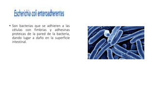 • Son bacterias que se adhieren a las
células con fimbrias y adhesinas
proteicas de la pared de la bacteria,
dando lugar a daño en la superficie
intestinal.
 