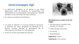 • La adherencia agregativa se da gracias a una fuerte
aglutinación entre las bacterias, su característica mas
sobresaliente es la presentación microscópica en “ladrillos
apilados”, en las monocapas de Hep-2 (células).
• Sus cepas no producen Enterotoxinas.
• Las cepas se adhieren a la mucosa intestinal y favorecen
la secreción de moco, atrapando las bacterias en la
película mucosa, permite la persistencia de la
colonización y contribuye a la mala absorción.
• El íleon es el sitio mas factible de infección.
Manifestaciones o cuadro clínico del
EAggEC:
• Diarrea acuosa, mucoide y tipo
secretor (sin sangre)
• Fiebre de baja intensidad
• Sin vomito
• Deshidratación
Diagnostico: Cultivo
Tratamiento: no se conoce
 