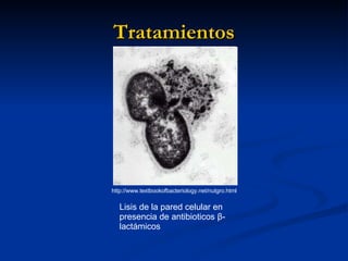 Tratamientos Lisis de la pared celular en presencia de antibioticos  β - lactámicos http://www.textbookofbacteriology.net/nutgro.html 