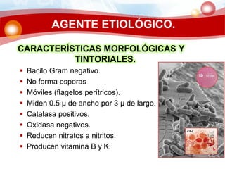 AGENTE ETIOLÓGICO.
CARACTERÍSTICAS MORFOLÓGICAS Y
TINTORIALES.
 Bacilo Gram negativo.
 No forma esporas
 Móviles (flagelos perítricos).
 Miden 0.5 µ de ancho por 3 µ de largo.
 Catalasa positivos.
 Oxidasa negativos.
 Reducen nitratos a nitritos.
 Producen vitamina B y K.
 