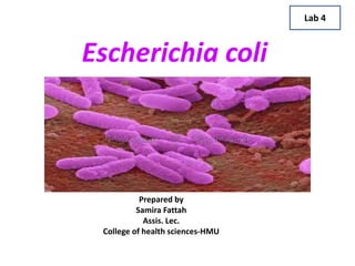 Escherichia coli
Lab 4
Prepared by
Samira Fattah
Assis. Lec.
College of health sciences-HMU
 