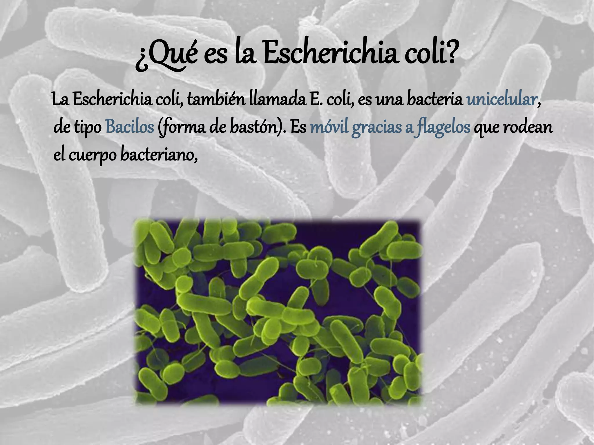 Escherichia coli | PPTX