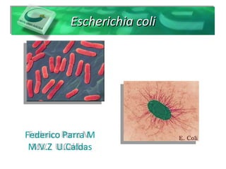 Escherichia coli Federico Parra M M.V.Z  U.Caldas 