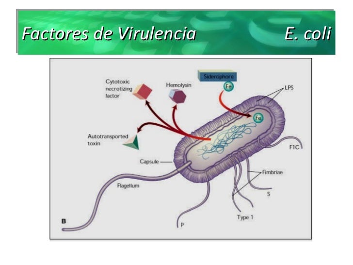 Pastillas para eliminar la grasa abdominal las Aumentar resistencia, pastillas para eliminar la grasa abdominal xito entrenamiento proponiendo