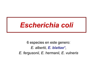 Escherichia coli

     6 especies en este genero:
        E. albertii, E. blattae*,
E. fergusonii, E. hermanii, E. vulneris
 