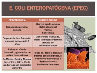 EPIDEMIOLOGÍA

CUADRO CLÍNICO

Transmisión personapersona

Diarrea aguda, acuosa
Dolor abdominal
Vomito
Fiebre baja

Se presenta la enfermedad
en niños menores de 2
años

Adherencia localizada,
afecta la mucosa intestinal,
perdida de
microvellosidades

Países en vías de
desarrollo y guarderías de
países desarrollados
En México, Brasil y África al
sur, entre el 30 y 40% de
las diarreas son producidas
por EPEC

Puede ser breve o crónica y
tratarse con antibióticos, si
no se controla conduce a
deshidratación y
finalmente la muerte

 