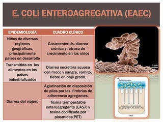EPIDEMIOLOGÍA

CUADRO CLÍNICO

Niños de diversas
regiones
geográficas,
principalmente
países en desarrollo

Gastroenteritis, diarrea
crónica y retraso de
crecimiento en los niños

Transmitida en los
alimentos en los
países
industrializados

Diarrea secretora acuosa
con moco y sangre, vomito,
fiebre en bajo grado.

Aglutinación en disposición
de pilas por las fimbrias de
adherencia agregantes.
Diarrea del viajero

Toxina termoestable
enteroagregante (EAST) y
toxina codificada por
plasmidos(PET)

 