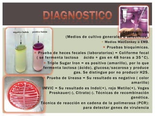 Coprocultivos
(Medios de cultivo generales o selectivos).
 Medios MacConkey o EMB.

 Pruebas bioquímicas.
 Prueba de heces fecales (laboratorios) = Coliforme fecal
( se fermenta lactosa ácido + gas en 48 horas a 35 °C).
 Triple Sugar Iron = es positivo (amarillo), por lo que
fermenta lactosa (ácido), glucosa/sacarosa y produce
gas. Se distingue por no producir H2S .
 Prueba de Ureasa = Su resultado es negativo ( color
amarillo)
 IMVIC = Su resultado es Indol(+), rojo Metilo(+), Voges
Proskauer(-), Citrato(-). Técnicas de recombinación
genética.
 Técnica de reacción en cadena de la polimerasa (PCR):
para detectar genes de virulencia

 