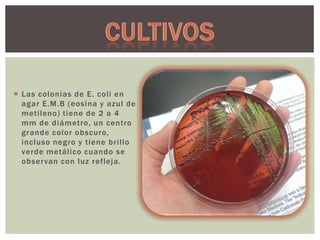  Las colonias de E. coli en
agar E.M.B (eosina y azul de
metileno) tiene de 2 a 4
mm de diámetro, un centro
grande color obscuro,
incluso negro y tiene brillo
verde metálico cuando se
obser van con luz refleja.

 