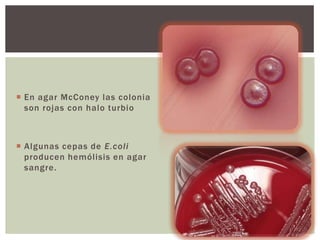  En agar McConey las colonia
son rojas con halo turbio

 Algunas cepas de E.coli
producen hemólisis en agar
sangre.

 