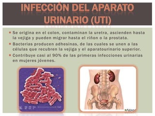  Se origina en el colon, contaminan la uretra, ascienden hasta
la vejiga y pueden migrar hasta el riñon o la prostata.
 Bacterias producen adhesinas, de las cuales se unen a las
células que recubren la vejiga y el aparatourinario superior.
 Contribuye casi al 90% de las primeras infecciones urinarias
en mujeres jóvenes.

 