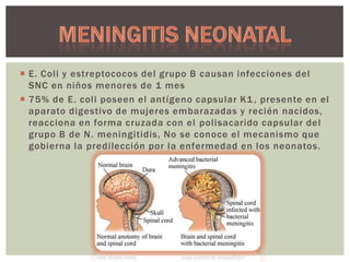  E. Coli y estreptococos del grupo B causan infecciones del
SNC en niños menores de 1 mes
 75% de E. coli poseen el antígeno capsular K1 , presente en el
aparato digestivo de mujeres embarazadas y recién nacidos,
reacciona en forma cruzada con el polisacarido capsular del
grupo B de N. meningitidis, No se conoce el mecanismo que
gobierna la predilección por la enfermedad en los neonatos.

 
