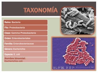 Reino: Bacteria
Filo: Proteobacteria
Clase: Gamma Proteobacteria
Orden: Enterobacteriales
Familia: Enterobacteriaceae
Género: Escherichia
Especie: E. coli

Nombre binomial:
Escherichia coli

 