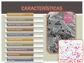 Bacilo gramnegativo
Anaerobio facultativo

Móvil por flagelos peritricos
No forma esporas
Fermenta glucosa y lactosa
Catalasa positivos
Oxidasa negativos

Produce vitamina B y K
Bacteriotóxica
Mide 0.5 μ de ancho por 3 μ
de largo

 