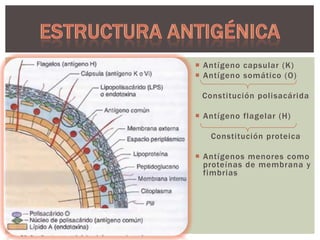  Antígeno capsular (K)
 Antígeno somático (O)
Constitución polisacárida
 Antígeno flagelar (H)

Constitución proteica
 Antígenos menores como
proteínas de membrana y
fimbrias

 