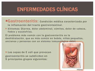 Gastroenteritis:

Condición médica caracterizada por
la inflamación del tracto gastrointestinal.

 S íntomas: Diarrea, dolor abdominal, vómitos, dolor de cabeza,

fiebre y escalofríos.
El problema más común con la gastroenteritis es la
deshidratación, que es más común en bebés, niños pequeños,
ancianos y personas con un sistema inmunológico débil.

 Las cepas de E coli que provocan
gastroenteritis se subdividen en
5 principales grupos siguientes:

 
