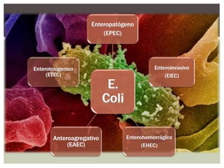 Enteropatógeno
(EPEC)

Enterotoxigenico
(ETEC)

Anteroagregativo
(EAEC)

E.
Coli

Enteroinvasivo
(EIEC)

Enterohemorrágico
(EHEC)

 
